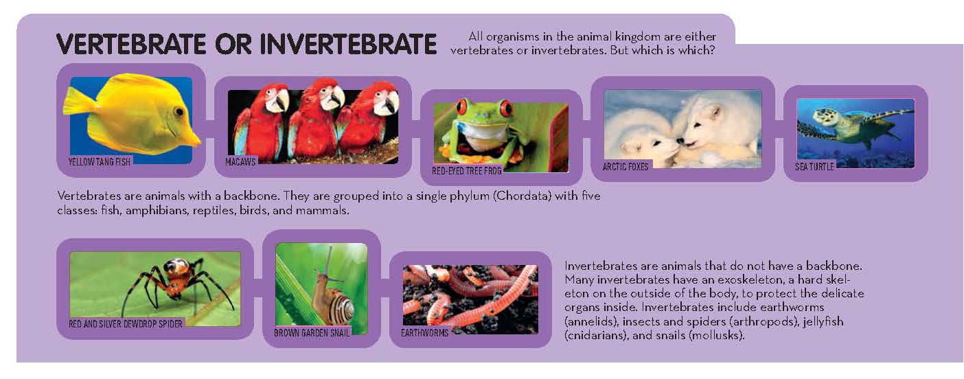 Vertebrate or Invertebrate | National Geographic Society