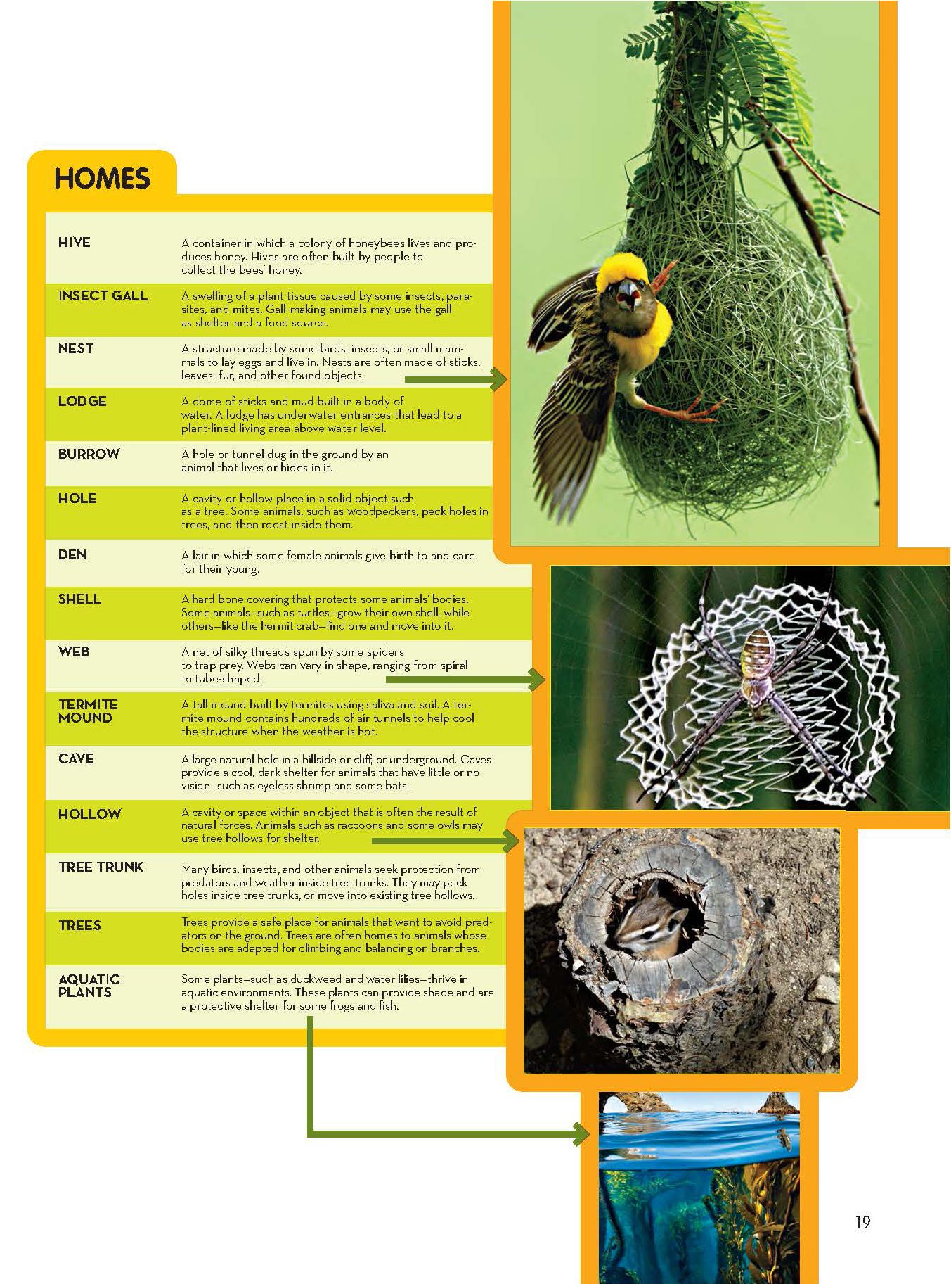 Animals And Homes Chart