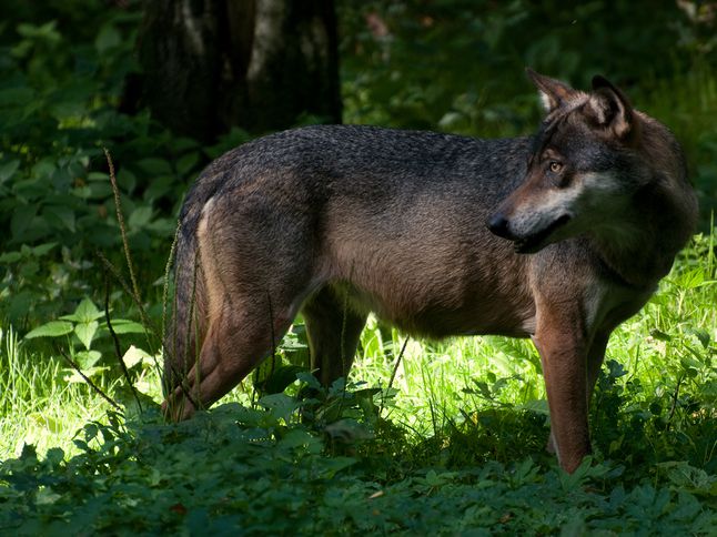 Eurasian Wolf - National Geographic Society