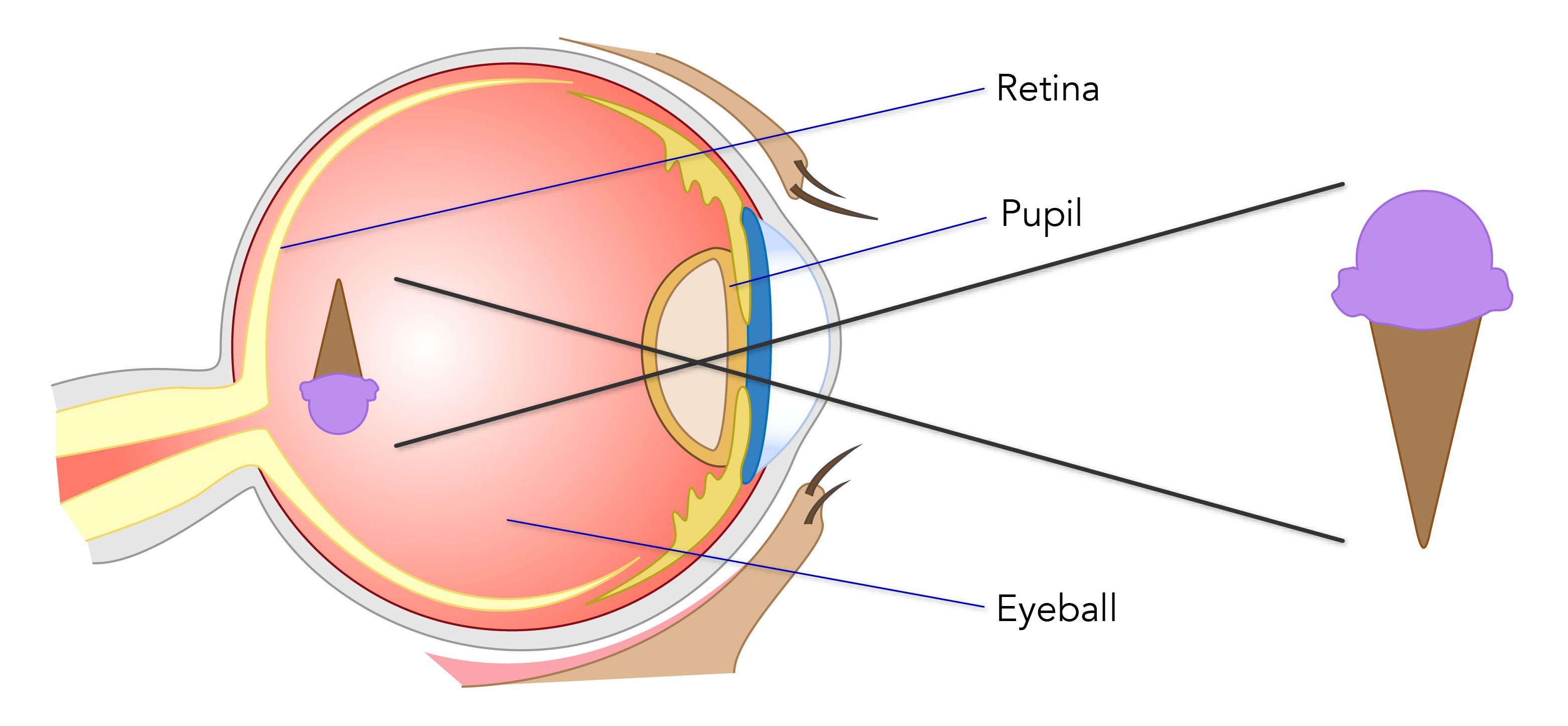 Retina Eye Model Labeled
