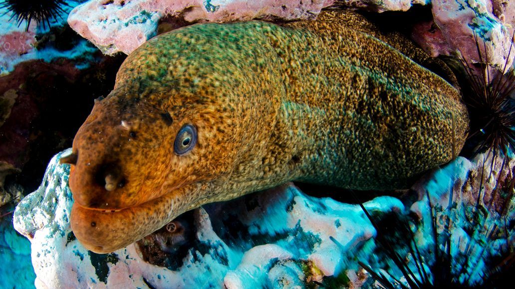 Desventuradas Islands | National Geographic Society