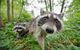 Picture of raccoons