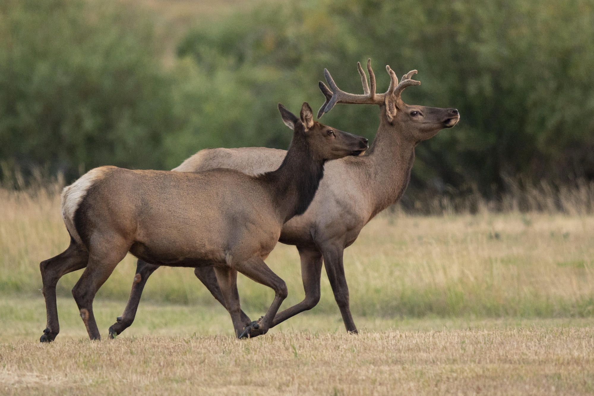 Animal Migration | National Geographic Society