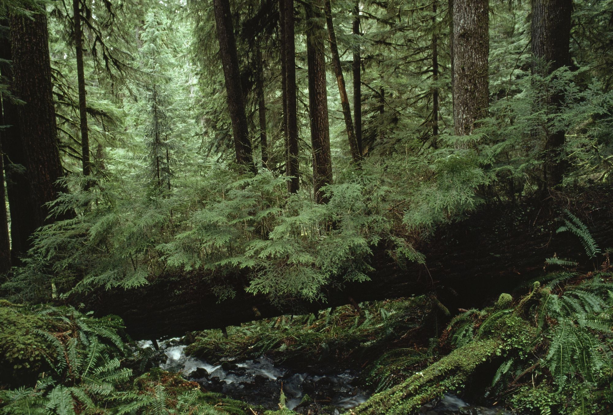 Forest Biome National Geographic Society