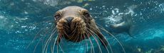 Picture of sea lion 