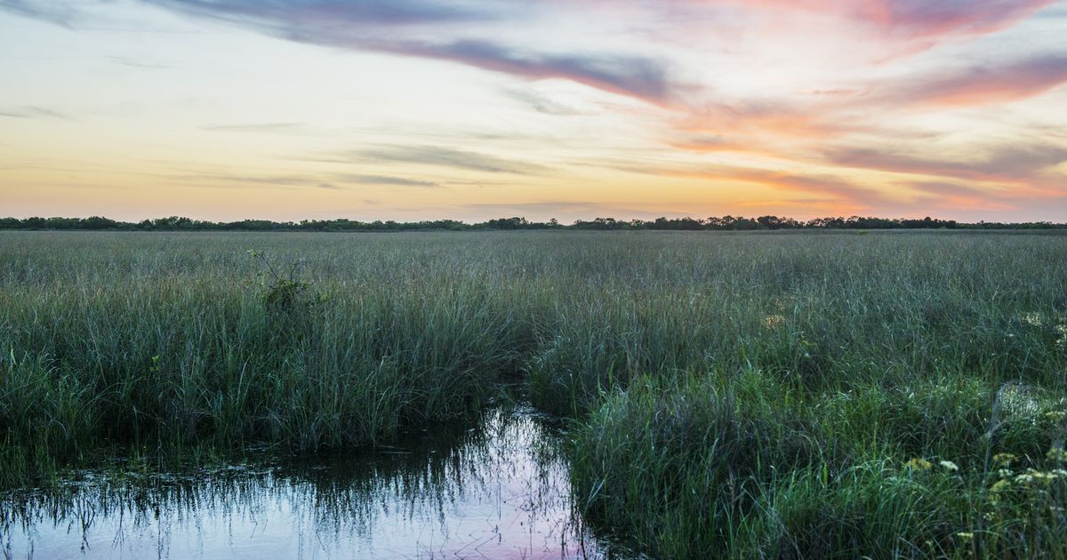 Summer Road Trip: Everglades | National Geographic Society