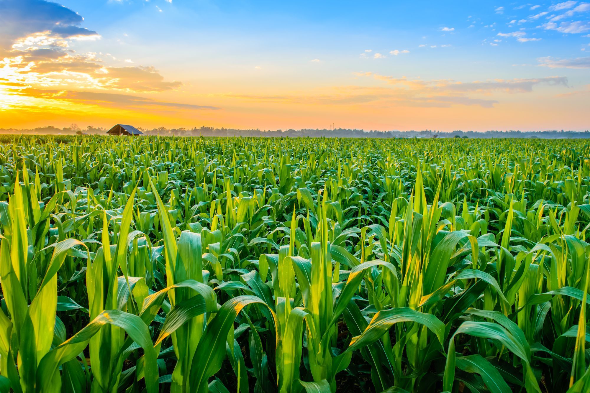 Crops | National Geographic Society