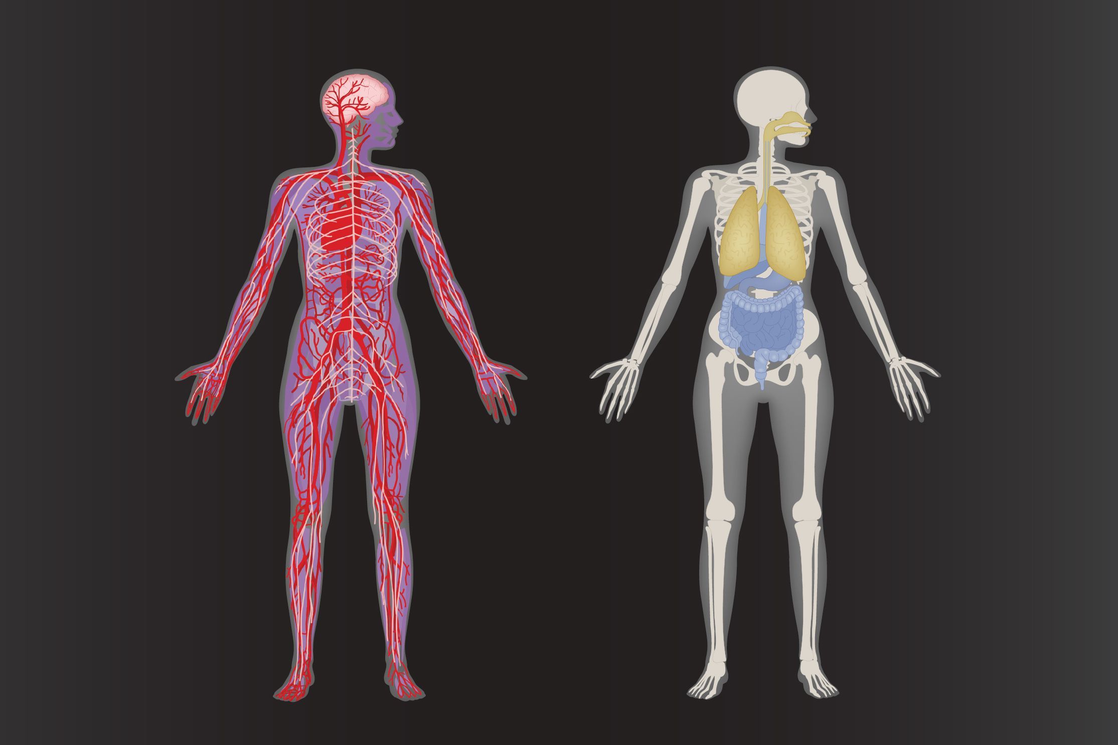 new research about human body