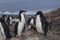 Juvenile Adélie penguins (Pygoscelis adeliae) interact on Gourdin Island, Antarctica.