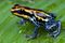 The Amazon dart frog is bright,colorful, frog species found across the Amazon in Brazil,Colombia,Peru and Ecuador.