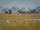 elephants of the Okavango Delta