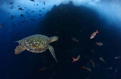 Cocos Island