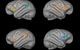 4 chimp brain activity