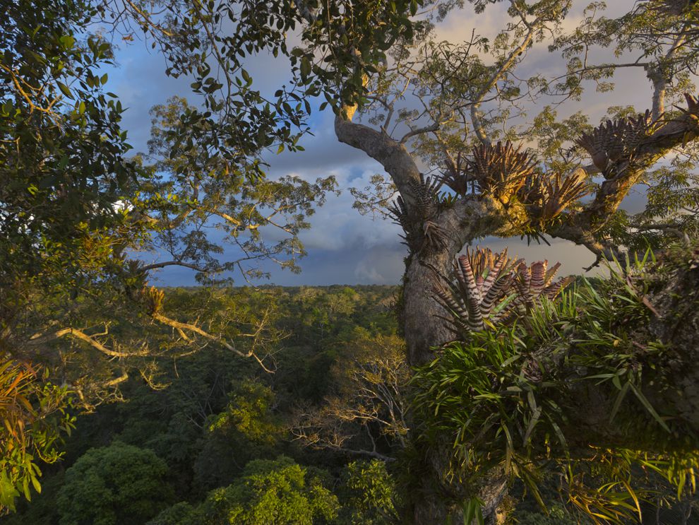 Rain forest | National Geographic Society