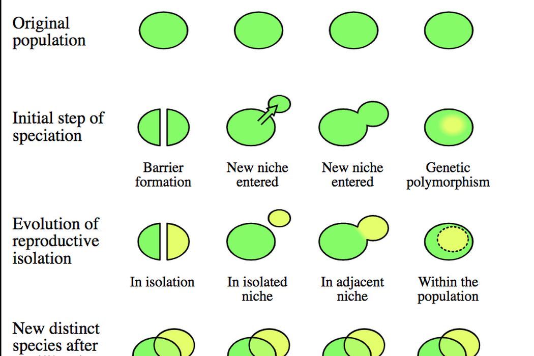 Speciation Worksheet Answer Key - Promotiontablecovers