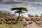 A heard of wildebeest cross a road in Tanzania.