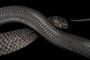 A Texas indigo snake, Drymarchon melanurus erebennus, that is shedding, at the Fort Worth Zoo.