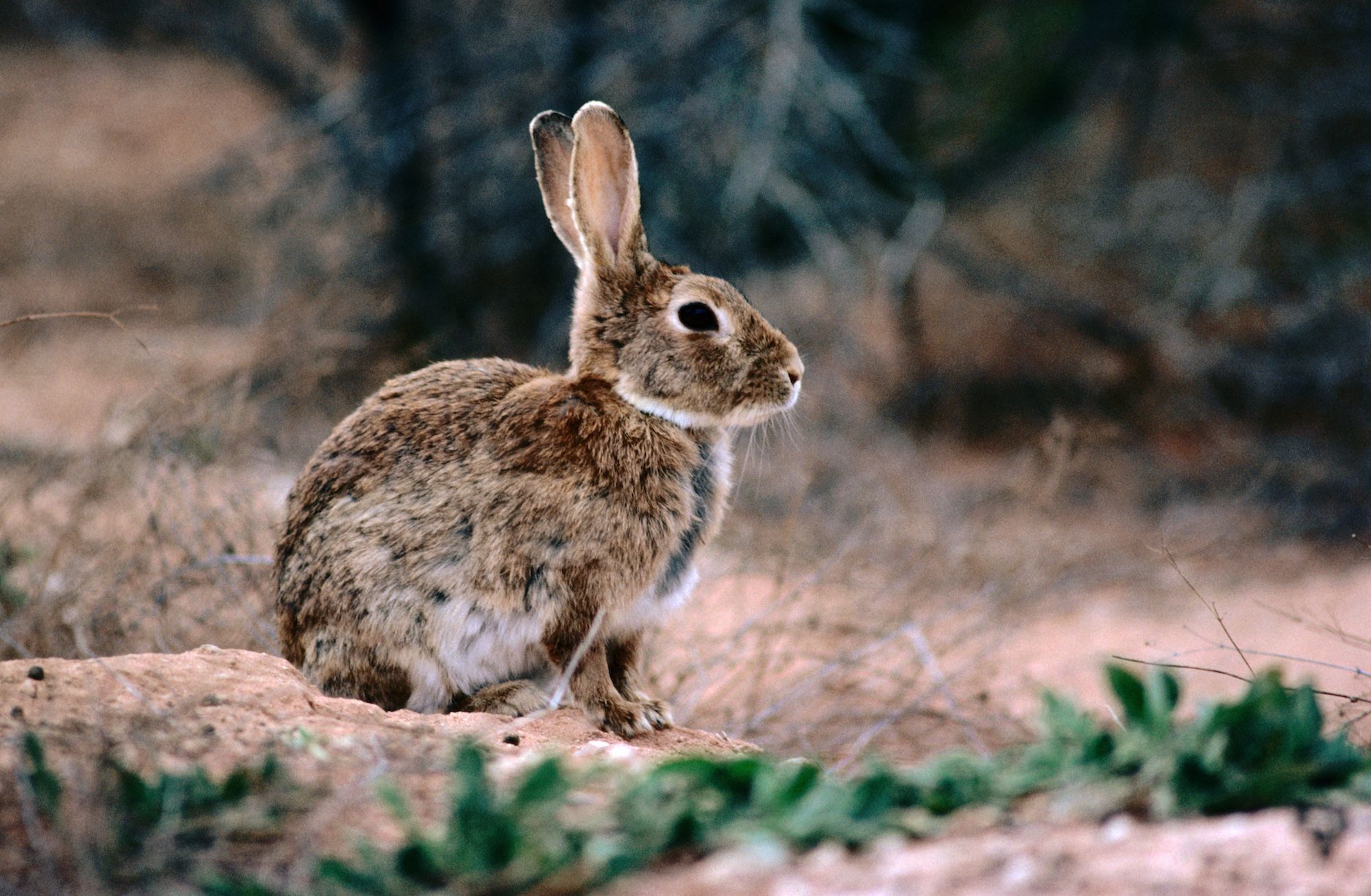 How European Rabbits Took over Australia | National Geographic Society