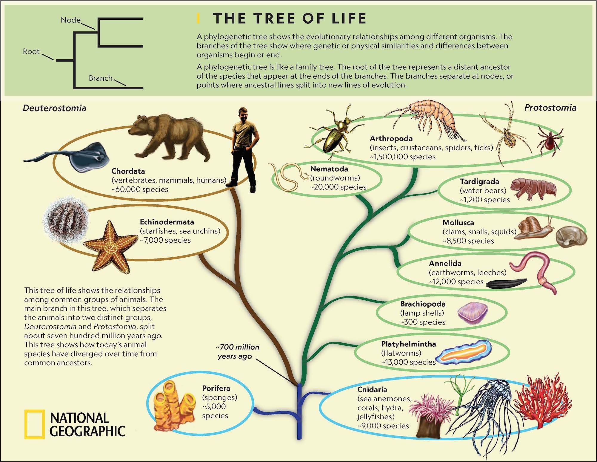 The Tree of Life | National Geographic Society