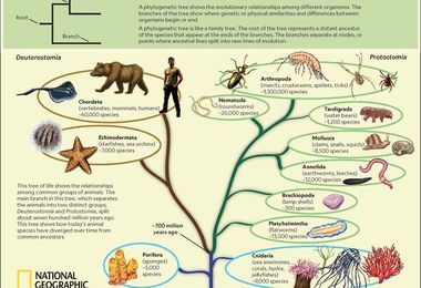 Microbes Across the Tree of Life | National Geographic Society