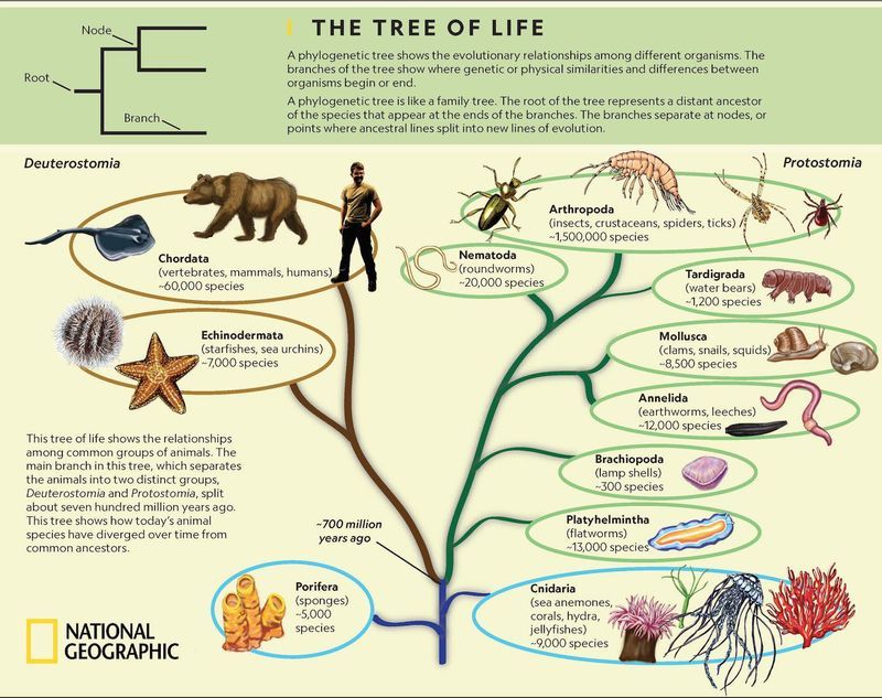 complete phylogenetic tree of life