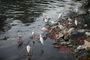 Shorebirds in polluted water in Sri Lanka