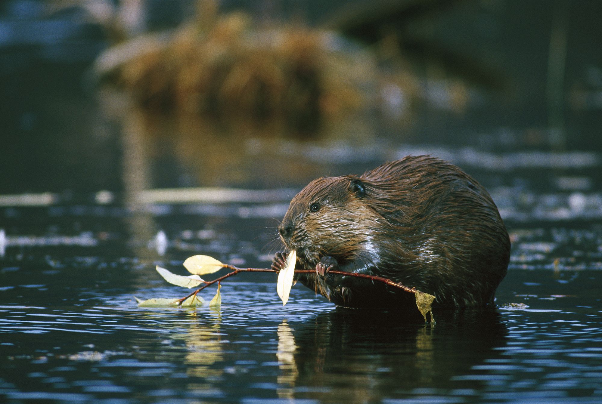 keystone-species-national-geographic-society