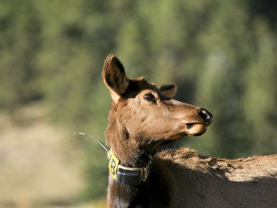 Female elk (Cervus canadensis) with radio collar portrait in late afteroon light.; Shutterstock ID 396834571; Project details: National Geographic Education Resource Library ; Job: National Geographic Education Resource Library; Client/Licensee: National Geographic Society; Other: Animal Migration Sci Unit