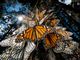 Picture of monarch butterflies