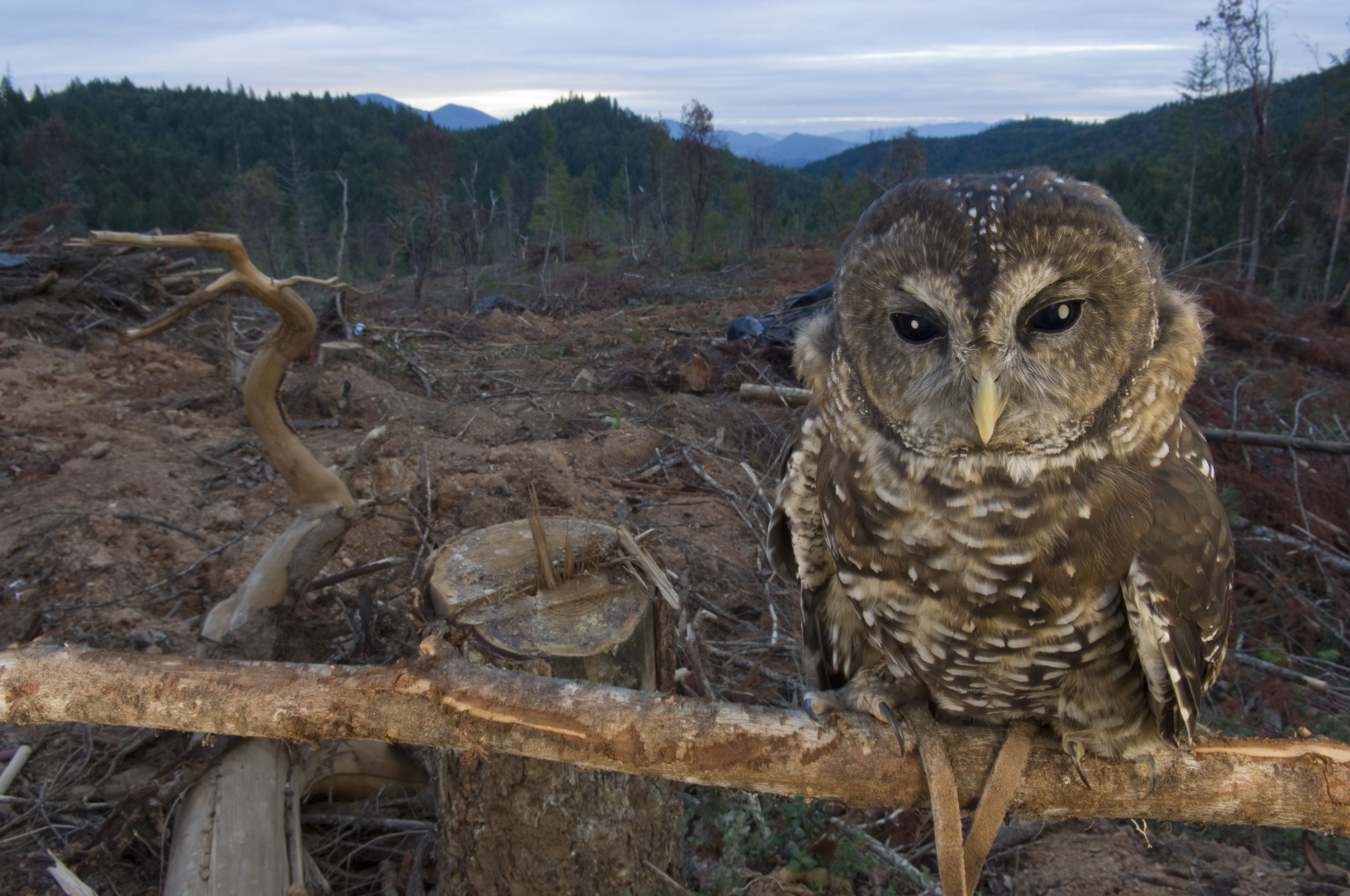 Causes and Effects of Extinction | National Geographic Society