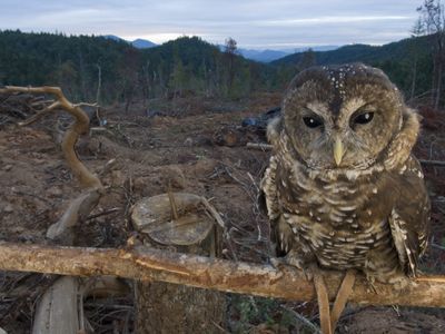 The northern spotted owl is a threatened species in Washington, Oregon, and California that prefers old-growth forest as its habitat.