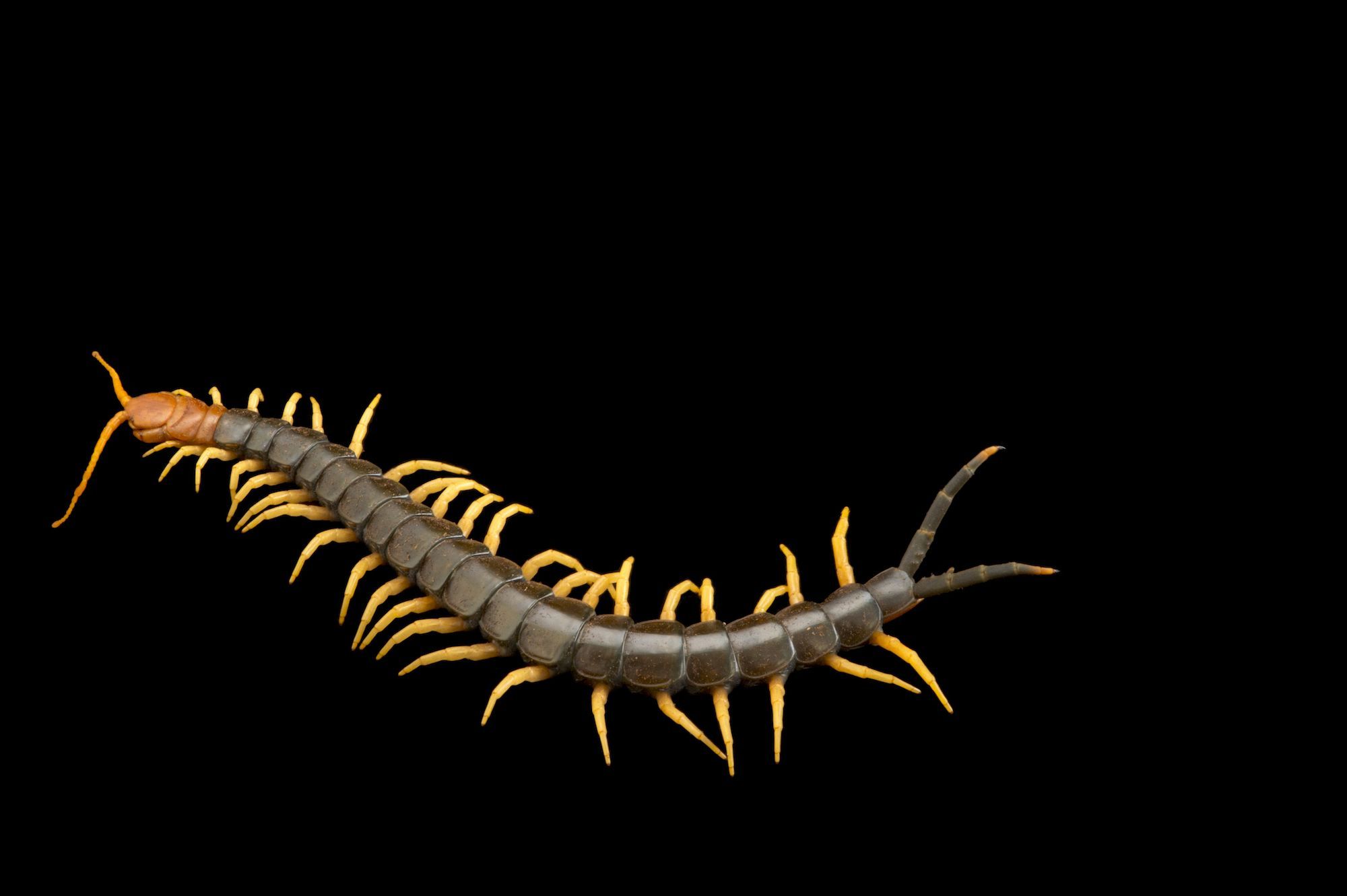 Photo Ark Texas Redheaded Centipede National Geographic Society. www.nation...