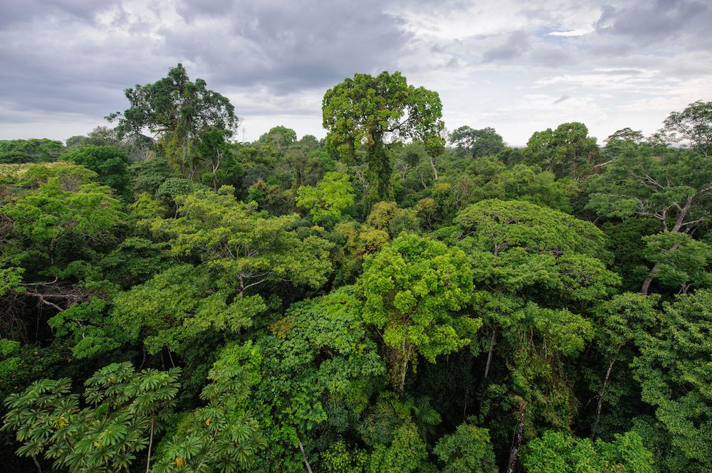 Protecting Biodiversity In The Amazon Rainforest National