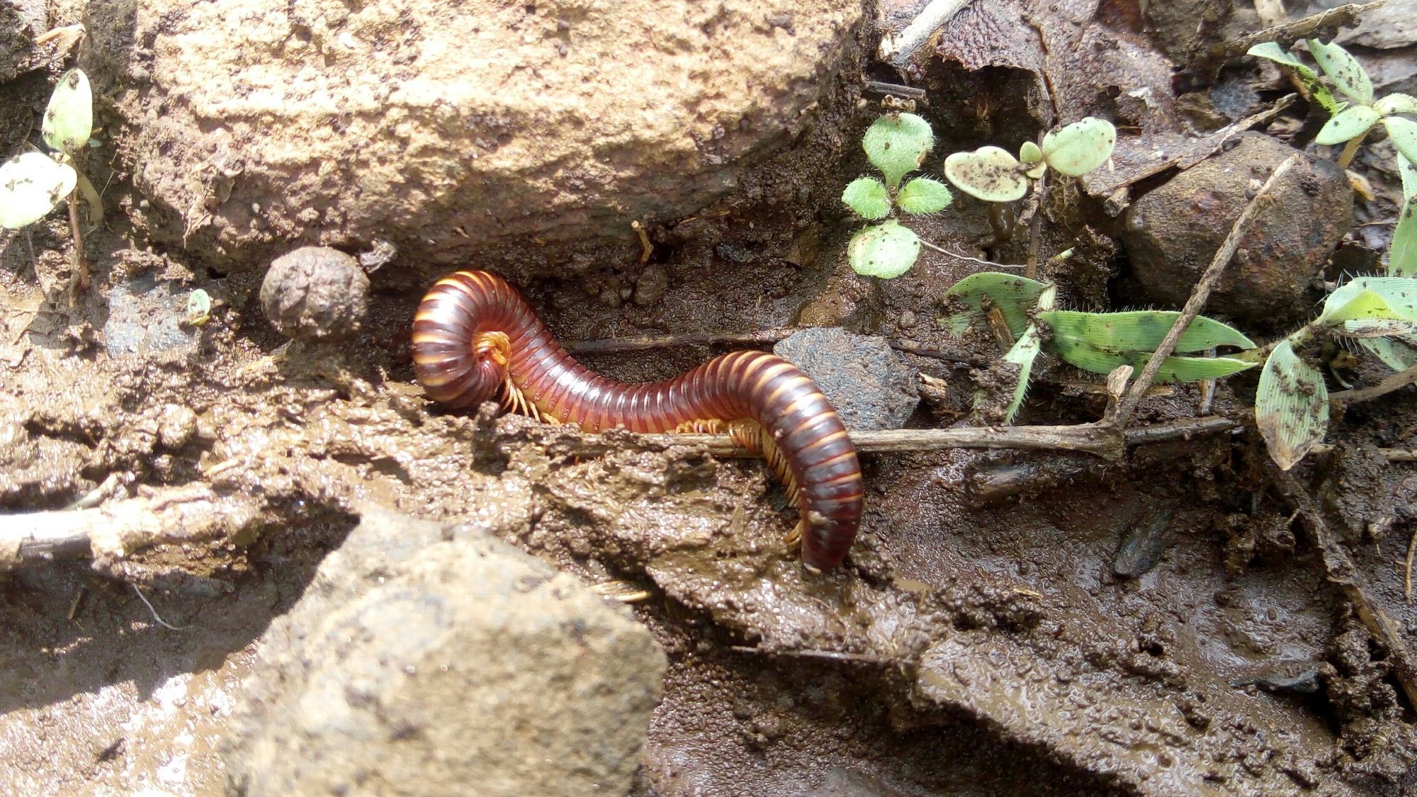 Decomposers National Geographic Society