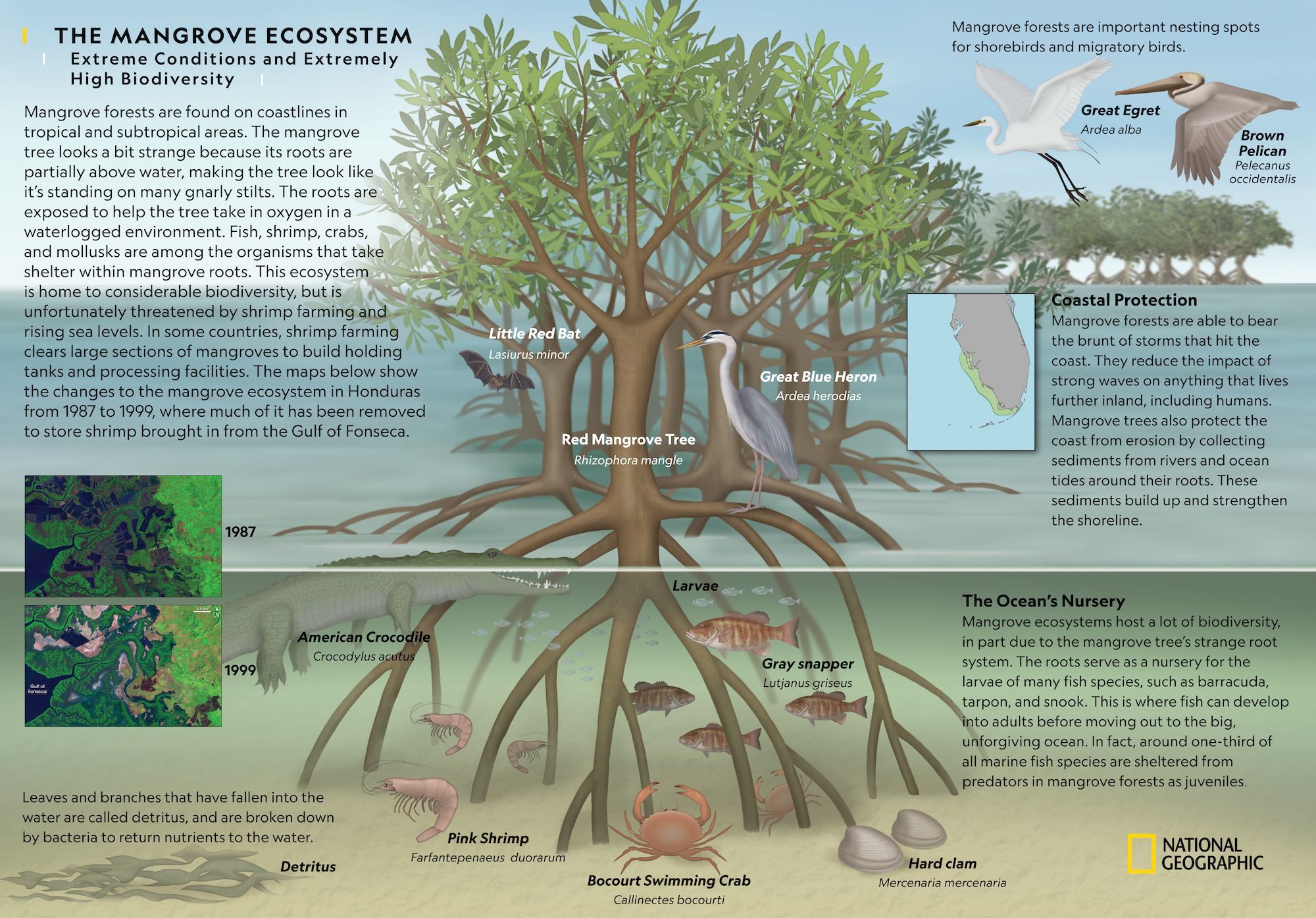 The Mangrove Ecosystem National Geographic Society