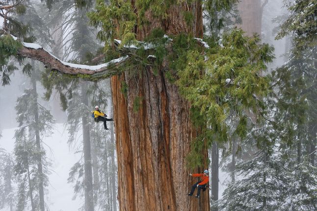 Sequoia National Park is Created - National Geographic Society