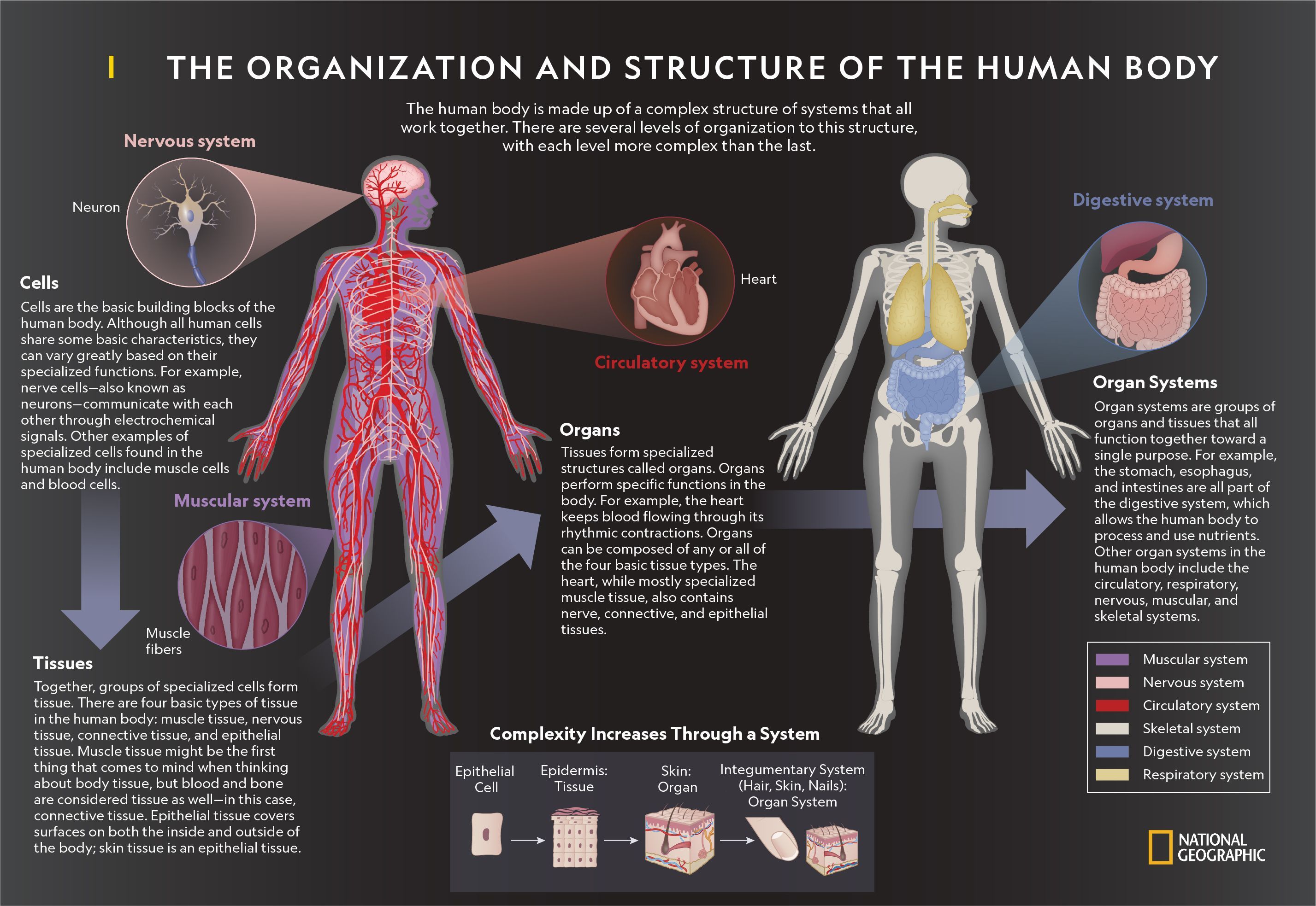 new research about human body