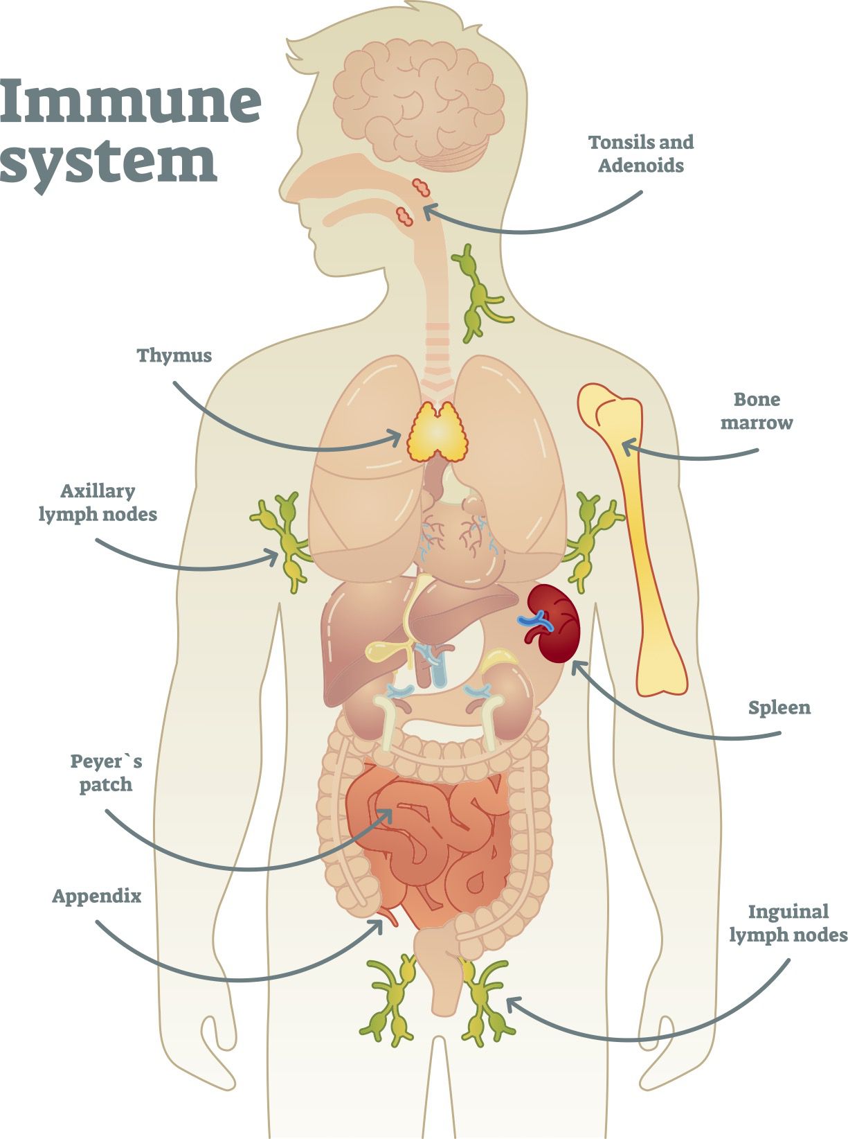 Who created the immune system?