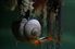 Barnacle burdened snail