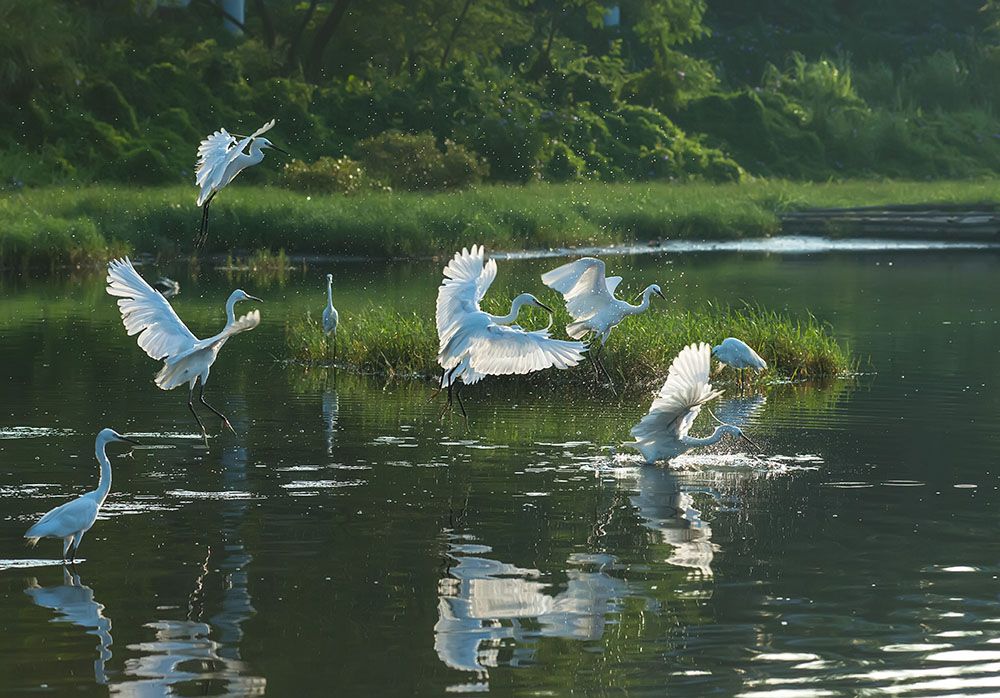 land-water-and-animals-on-a-map-national-geographic-society