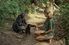 Jane Goodall interacts with an infant chimpanzee under the close supervision of its parents in Gombe Stream National Park, Tanzania.