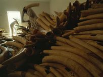 Ivory trading is banded, but that does not always protect elephants and other species from being victims of poaching for their tusks or horns. The ivory in this image is in a warehouse in Kruger National Park, Republic of South Africa.