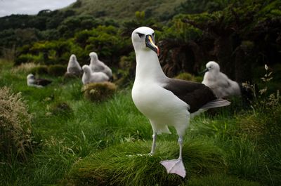 Tristan da Cunha