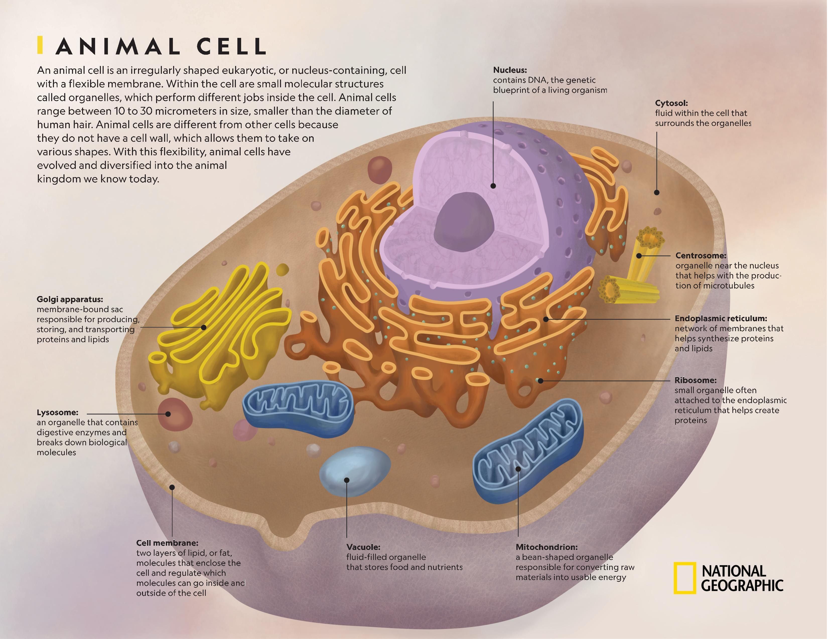 Animal cell diagram