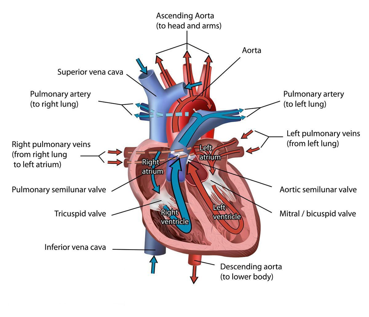 Flow Chart Of Blood Circulation In Human Heart