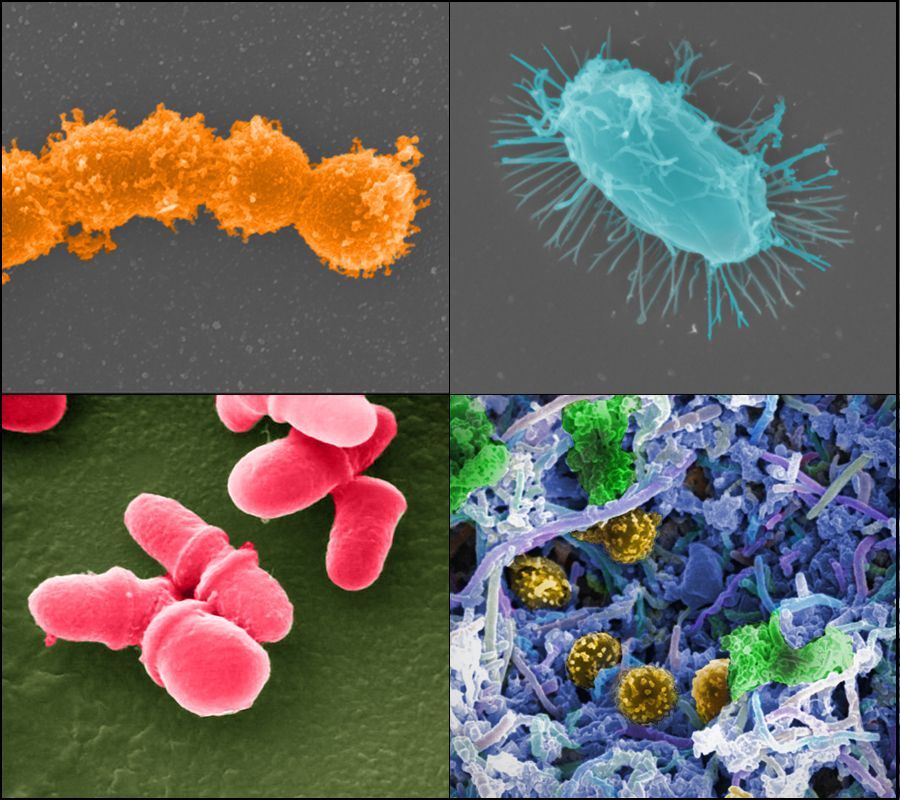 useful microorganisms