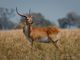 mammals of the okavango river delta