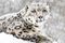 The Snow Leopard (Panthera uncia) is a vulnerable species of leopard found in parts of the mountain ranges and steppes of Asia.