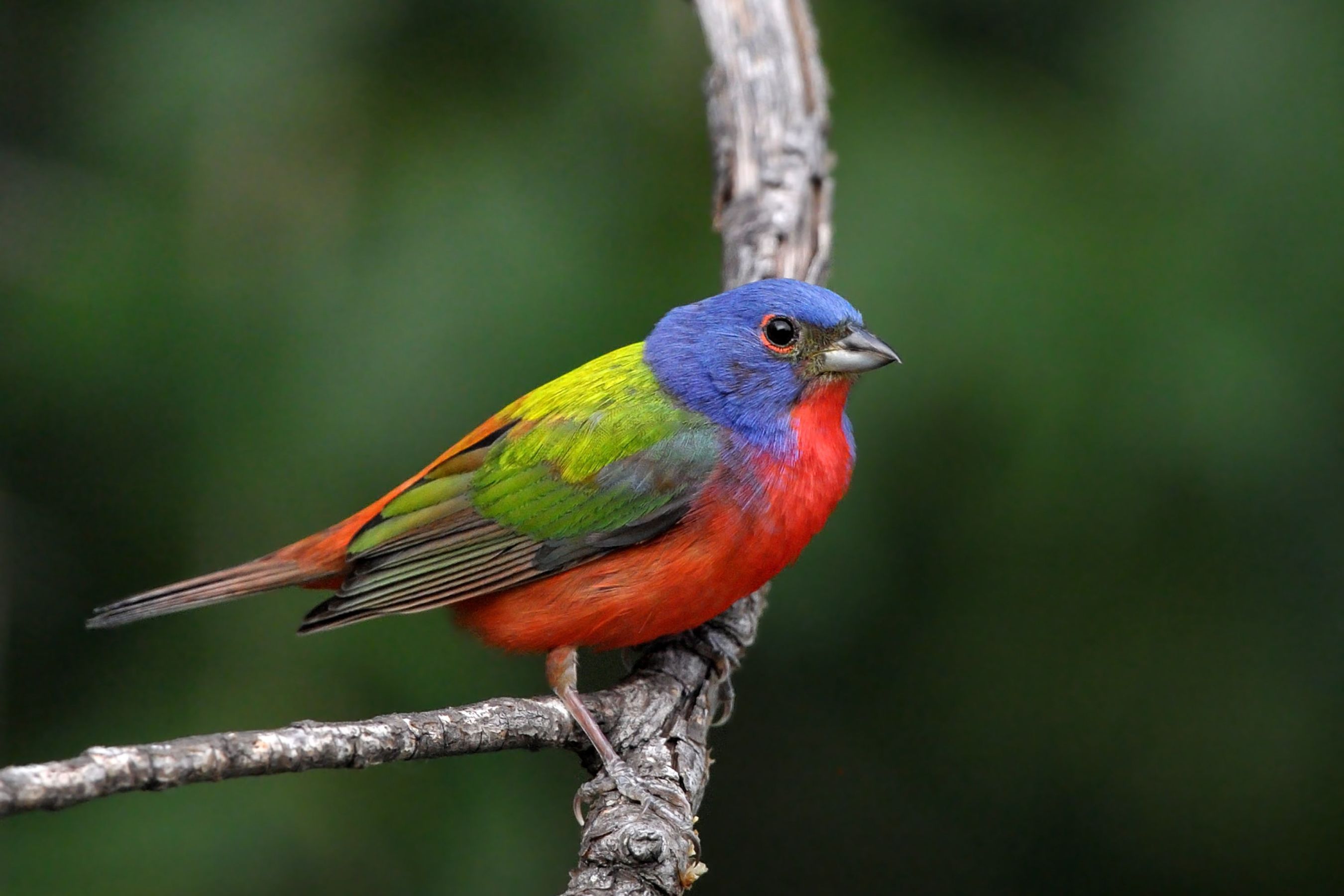 What Does It Mean When You See A Painted Bunting