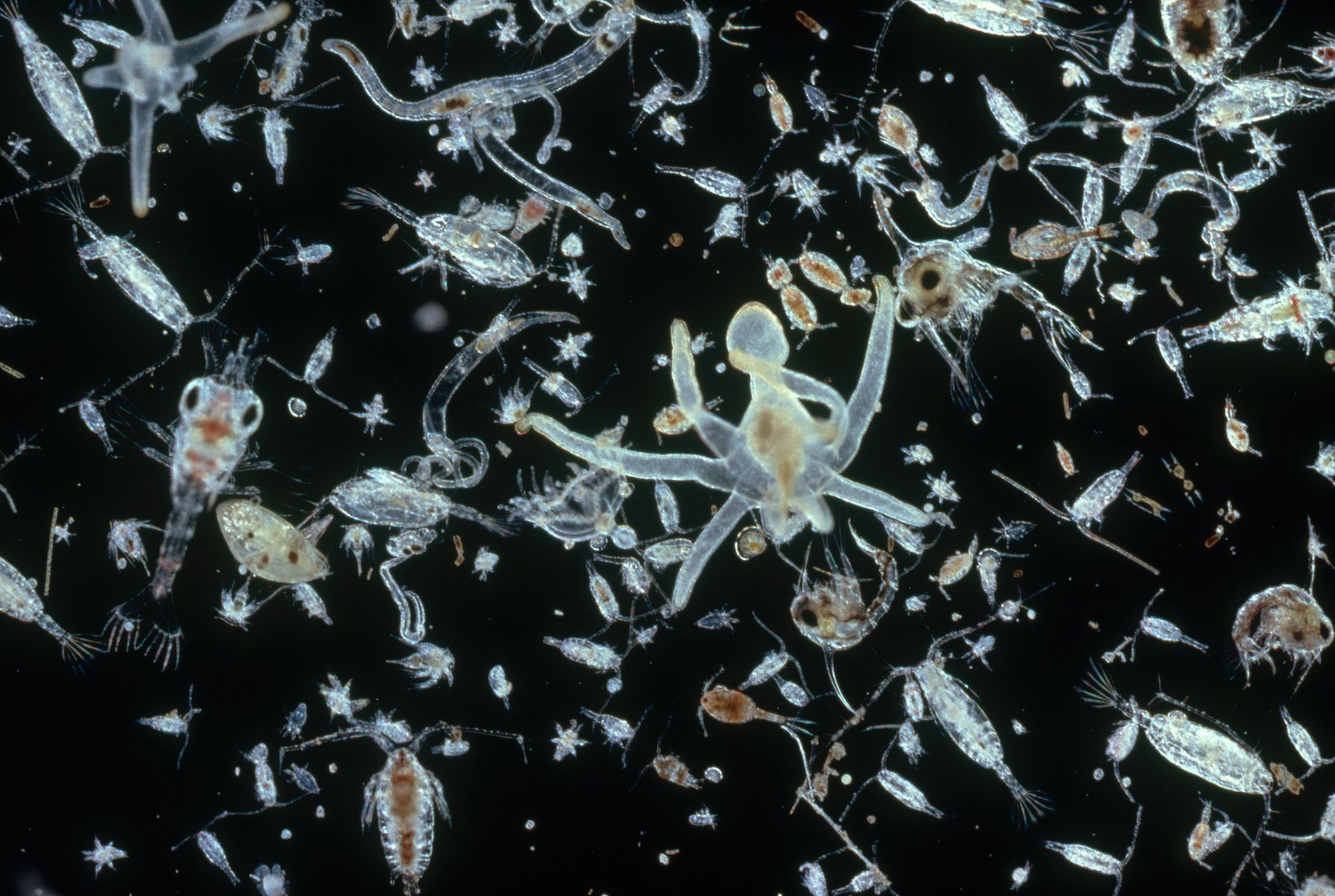 Plankton National Geographic Society